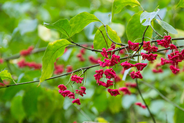 kleine rode bloemen op groene Bush achtergrond - Foto, afbeelding