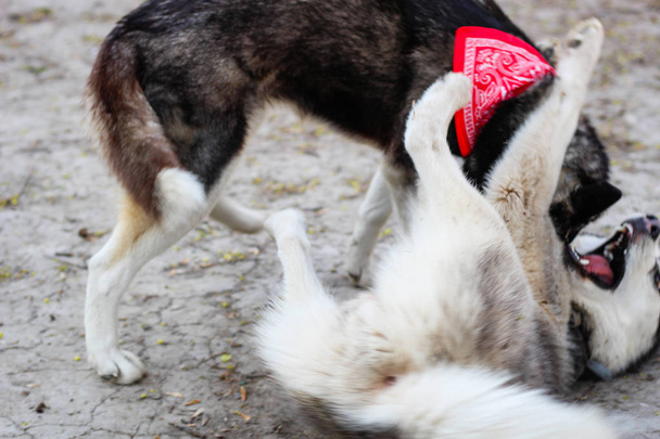 Twee Huskies spelen in het Park. Zwarte en witte hond in de  - Foto, afbeelding