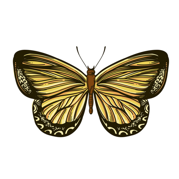 Mooie hand getekende Butterfly. Vector illustratie geïsoleerd op witte achtergrond voor tatoeages, afdrukken op T-shirts en andere items. - Vector, afbeelding