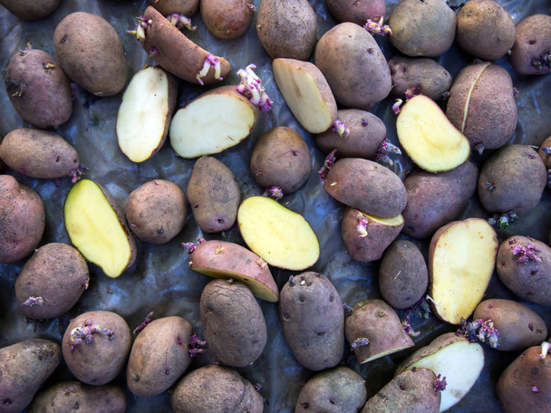 I tuberi di patate si asciugano dopo il trattamento delle malattie prima di piantare
 - Foto, immagini