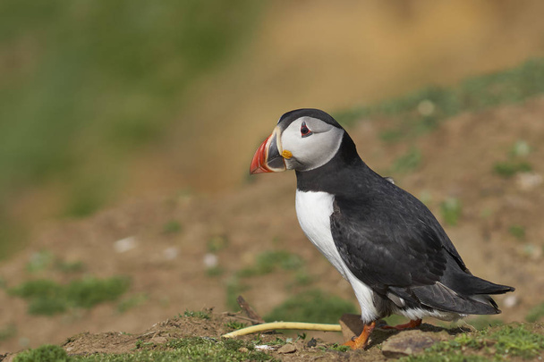  Atlantic puffin (Fratercula arctica) in spring on Skomer Island off the coast of Pembrokeshire in Wales, United Kingdom                             - Photo, Image