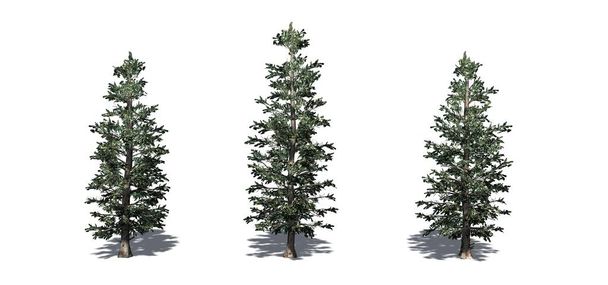 Zestaw Colorado Blue świerk drzew z cienia na podłodze-izolowane na białym tle - Zdjęcie, obraz
