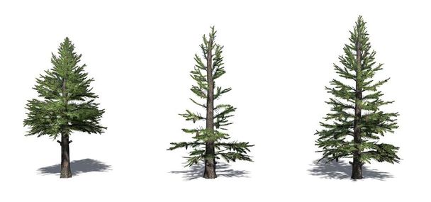 Set of Norway Spruce trees with shadow on the floor - isolated on a white background - Photo, Image