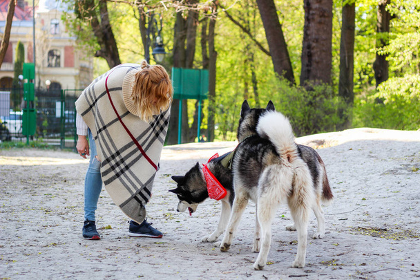 Huskies ha giocato con una ragazza nel parco. Cane bianco e nero in t
 - Foto, immagini