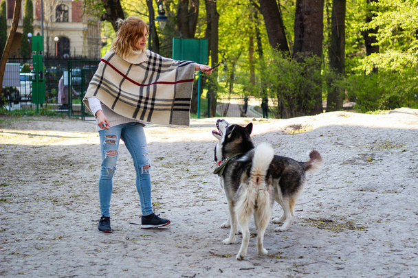 Οι Χάσκις έπαιζαν με μια κοπέλα στο πάρκο. Μαύρο και άσπρο σκυλί στο t - Φωτογραφία, εικόνα