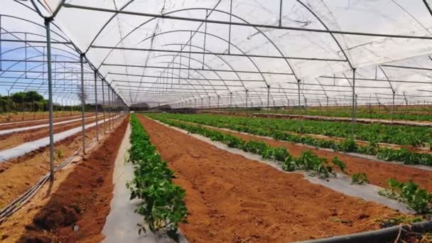 Moderní skleníkový s rajčatovým rostlinným - Záběry, video