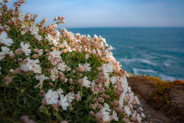 wild flowers on the coast of  the ocean - Foto, Imagen