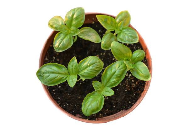 Tuore aromaattinen vihreä basilika kasvi lehdet potin eristetty
 - Valokuva, kuva