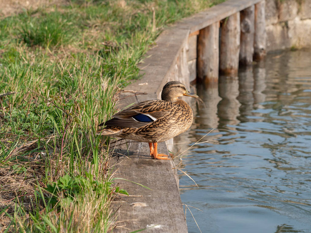 Mallard duck female on water - Photo, Image