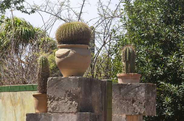 テラコッタポットのサボテン植物  - 写真・画像