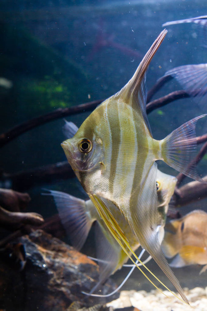 Altum Angelfish (Pterophyllum altum) tropická ryba - Fotografie, Obrázek