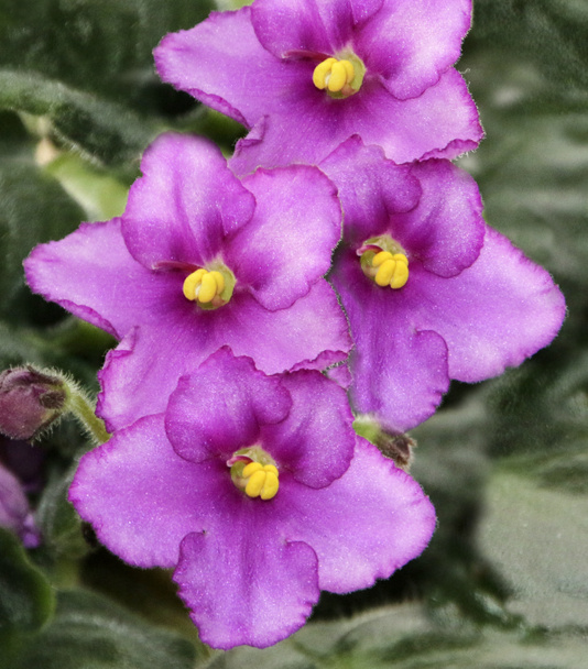 Violettes africaines fleurissant de près - vue en gros plan
  - Photo, image