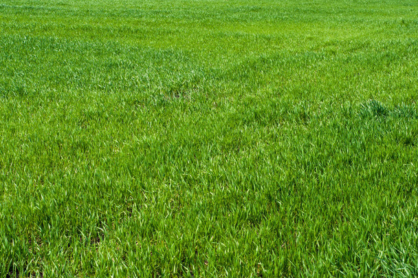 Field, green grass closeup background pattern - Photo, Image
