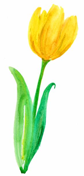 Tulips flowers, watercolor illustration - Фото, изображение