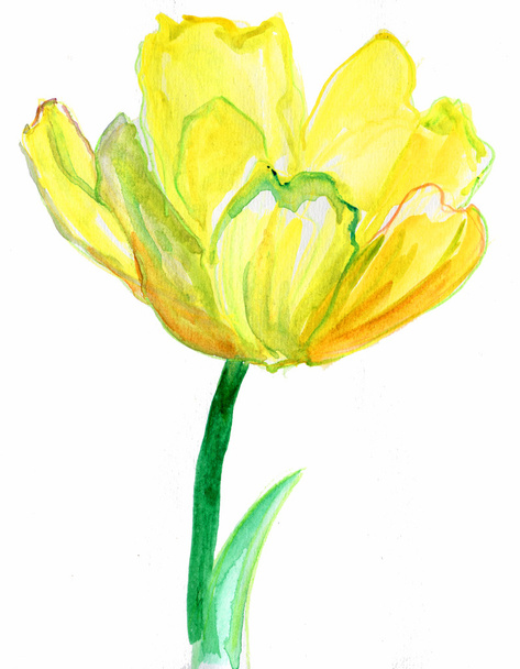 Yellow flower - Фото, зображення