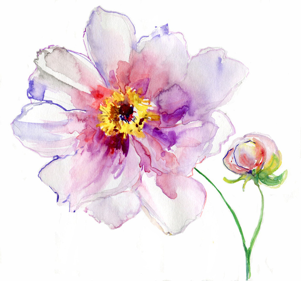 luxusní bílá Pivoňka květ vymalované v pastelových barvách. malba - Fotografie, Obrázek