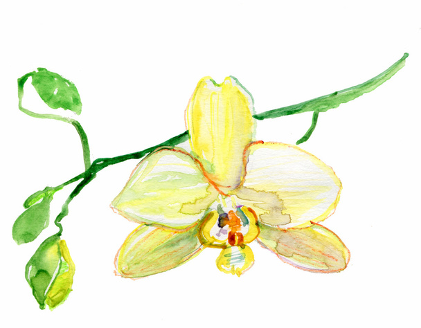Orquídeas acuarela pintadas
 - Foto, Imagen