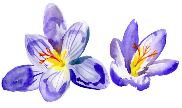 Crocus květiny. Akvarel - Fotografie, Obrázek