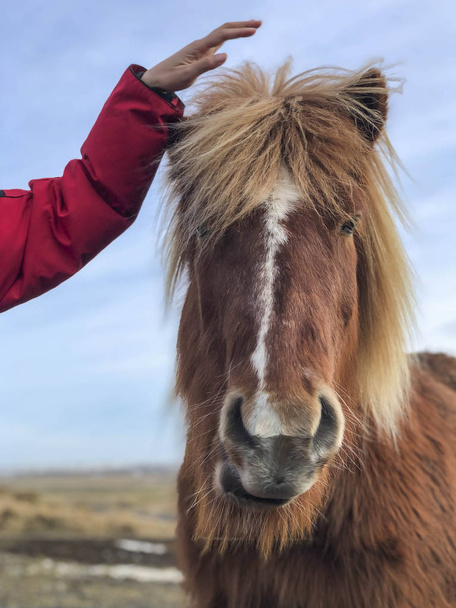 A female hand touching head of an Icelandic horse - Photo, Image