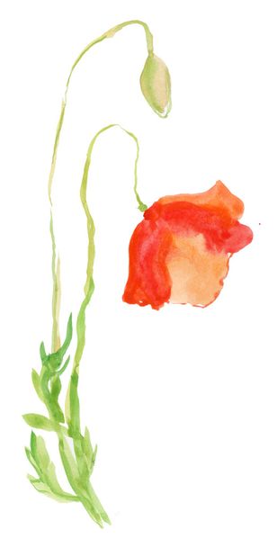 Red poppy flowers - Фото, изображение