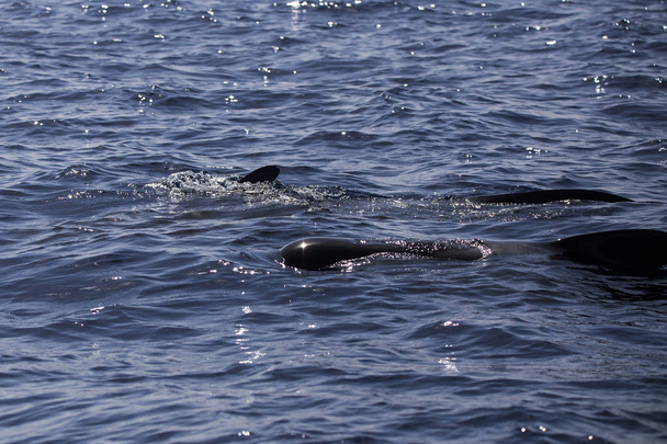 Группа бридских китов (balaenoptera edeni) в Адехе (к югу от Тенерифе)
). - Фото, изображение