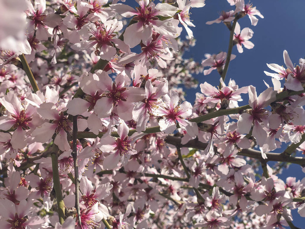 roze lente bloemen op een boom tegen de hemel - Foto, afbeelding