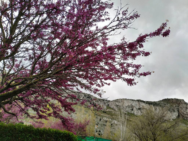 cercis siliquastrum, gemeinhin als lila Blüten des Liebesbaumes bezeichnet. in spanien provicia von malaga stadt antequera - Foto, Bild