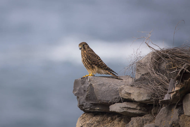 Kestrel (Falco tinnunculus) vrouw in Tenerife. - Foto, afbeelding