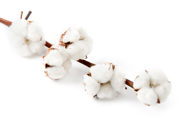 Cotton plant flower isolated - Photo, Image