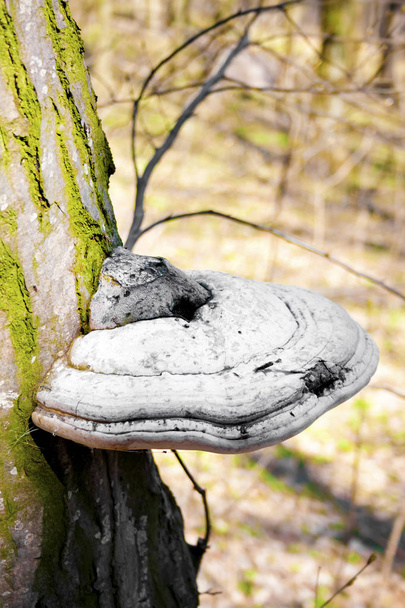 Fomes fomentarius (commonly known as the tinder fungus) on live tree - Photo, Image