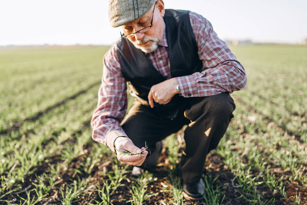 Adult farmer checking plants on his farm. - Фото, изображение
