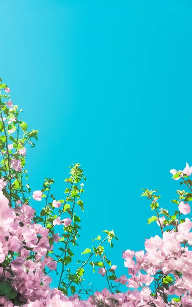 Пастельно-розовые цветущие цветы и голубое небо в саду мечты, фло
 - Фото, изображение