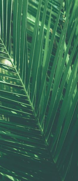 tropische Palmblätter, blumiger Hintergrund - Foto, Bild