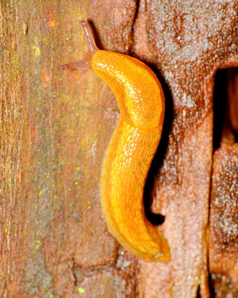 Slug - Photo, Image
