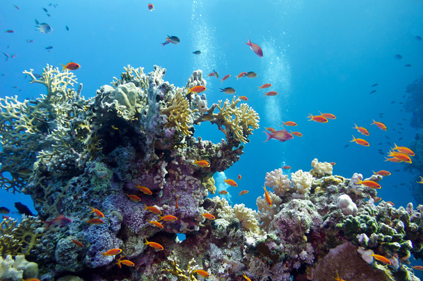 Récif corallien avec coraux durs et poissons exotiques anthias au fond de la mer tropicale sur fond d'eau bleue
 - Photo, image