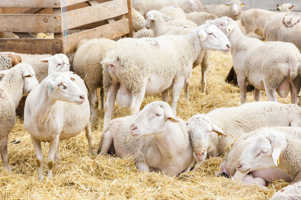Sheep on the farm - Foto, imagen