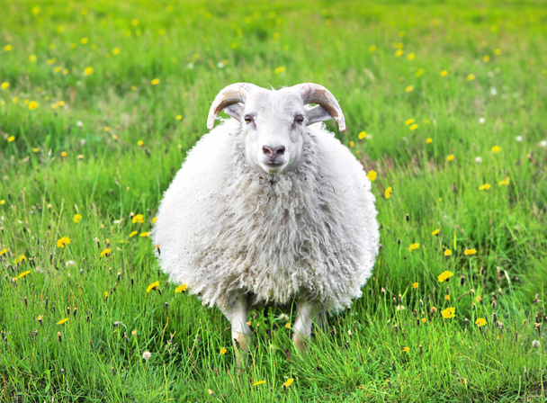 カメラを見つめながらアイスランドでかわいい羊 - 写真・画像