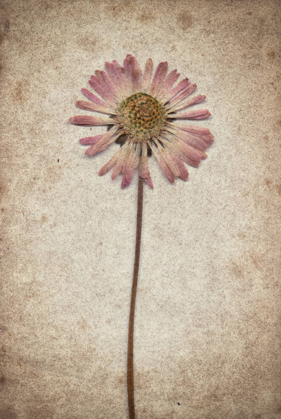 Vintage achtergrond met droge bloem op papier textuur  - Foto, afbeelding