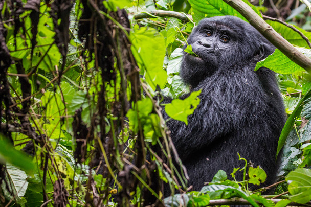 A gorilla eats leaves in the Impenetrable Forest - Photo, Image