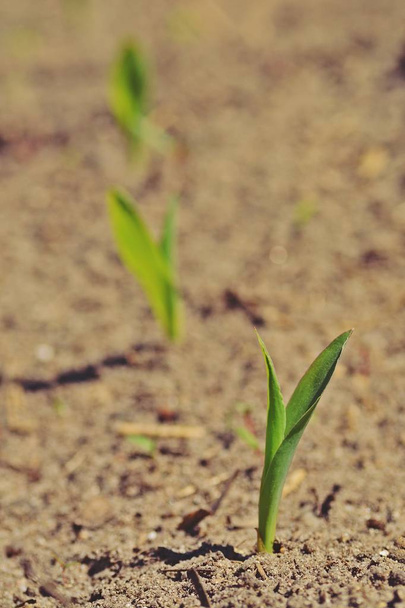 Растение, свежее с поля
 - Фото, изображение