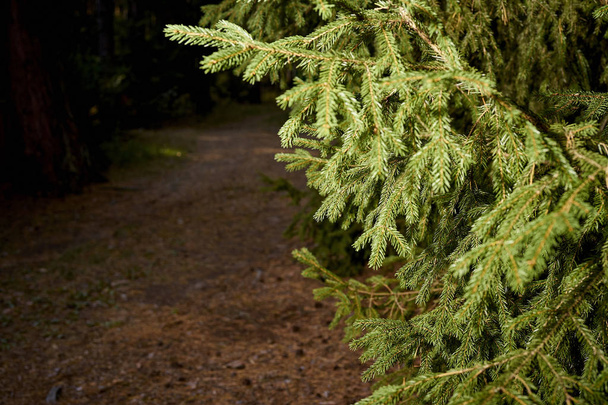 Hintergrund mit grünen Fichtenzweigen in schönem sonnigen Wald - Foto, Bild