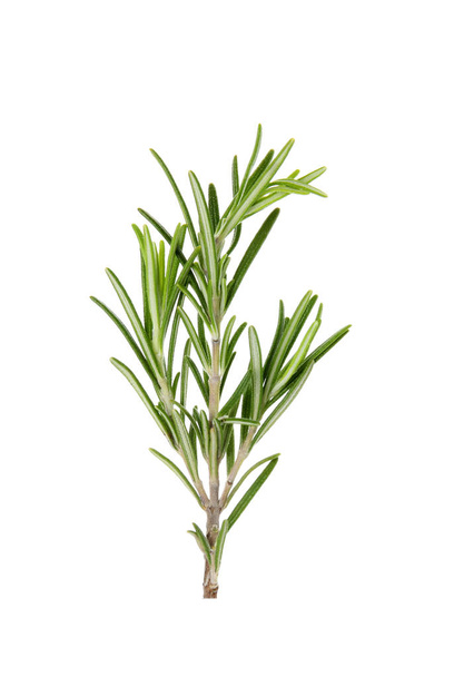 Fresh green rosemary twig on white background - Foto, afbeelding