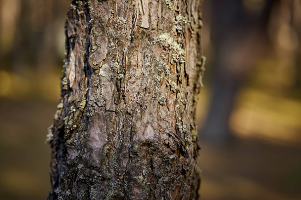 Крупним планом дерев'яний стовбур в красивому сонячному лісі
 - Фото, зображення