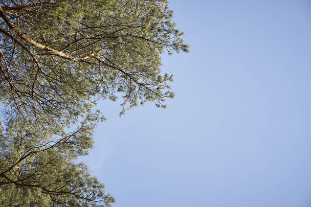 Vista de las copas de los árboles contra el cielo en el hermoso bosque de primavera
 - Foto, Imagen