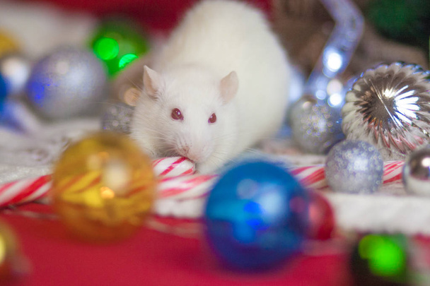 New Year's rat eats candy. mouse among the - Foto, Bild