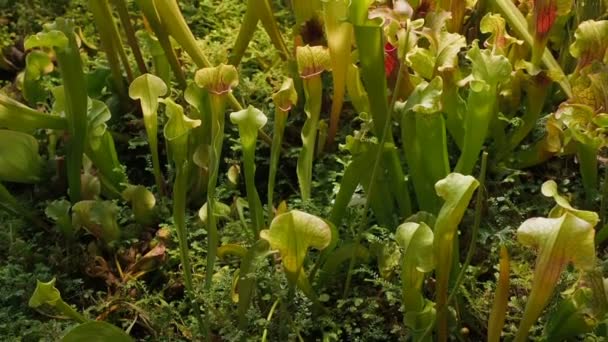 Sarracenia or trumpet pitchers growth in the botanical gardenCamera motion up. Carnivorous plants. Predatory plants. The plants leaves have evolved into a funnel or pitcher shape in order to trap - Footage, Video