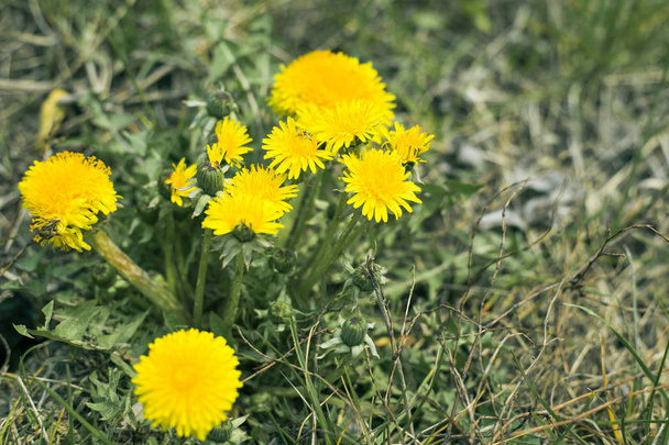 diente de león amarillo (Leontodon) primera primavera flores en hierba verde en la naturaleza
 - Foto, imagen
