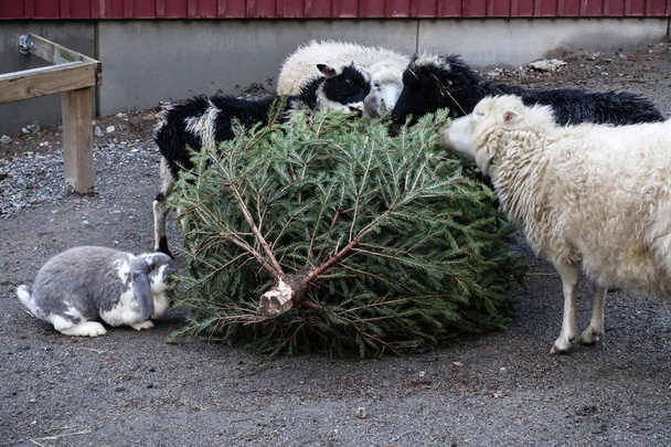 STOCCOLMA SVEZIA Animali da fattoria in un parco locale / animali da compagnia mangiano o mangiano un albero di Natale donato come parte di un programma di riciclaggio
. - Foto, immagini