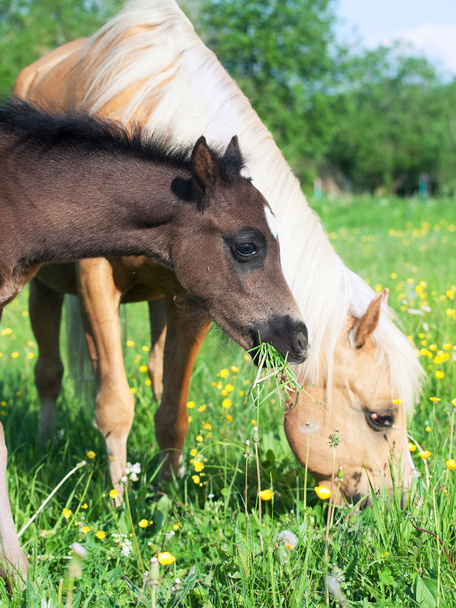 little foal of welsh pony with mom - Foto, afbeelding