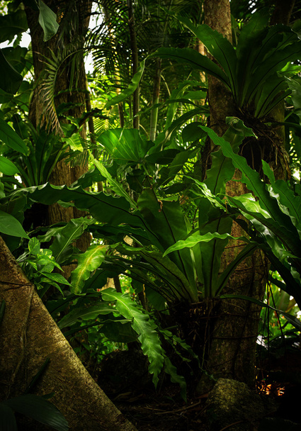viidakko - Valokuva, kuva